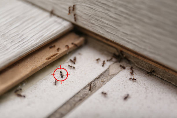 Best Residential Pest Control  in Beulah, ND