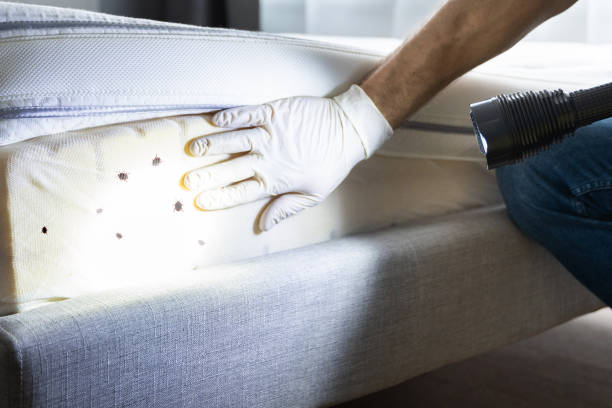 Best Bed Bug Extermination  in Beulah, ND
