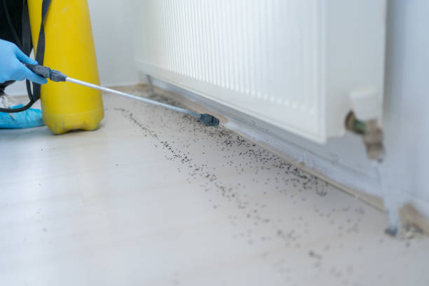 Best Mosquito Control Services  in Beulah, ND